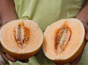 申驰吃蜜瓜,一场味蕾的盛宴