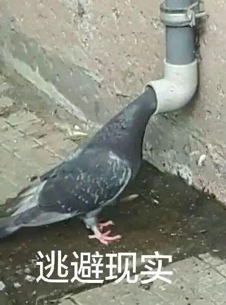 女网红鸽子,揭秘女网红的蜕变之路