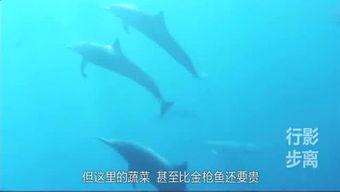 娱乐爆料鲸鱼视频,揭秘娱乐圈最新动态，带你领略明星幕后故事