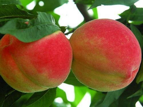 平谷大桃明星特征,明星果品，色泽鲜亮，口感脆甜，品质卓越