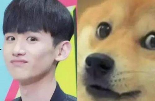 小狗相明星,小狗的璀璨星途