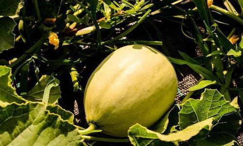 吃瓜腿疼,健康饮食与运动平衡之道