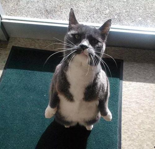 吃瓜猫外卖,一站式美食体验，尽享舌尖盛宴