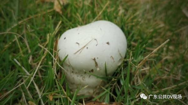 jjking吃瓜送火箭,jjking吃瓜送火箭，狂欢盛宴等你来