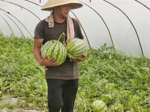 吃瓜独立团集合,揭秘娱乐圈背后的故事与真相