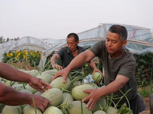河上村吃瓜视频,揭秘乡村生活趣味瞬间
