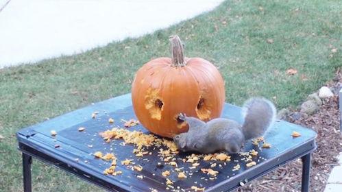 吃松鼠的瓜,揭秘吃松鼠瓜的诱人魅力