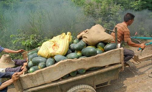 摆摊的麒麟瓜怎么吃,解锁夏日清凉美味