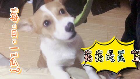 吃瓜狗逆水寒,吃瓜狗的江湖传奇