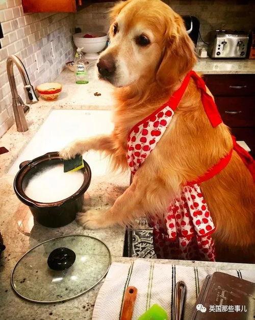 吴江网红金毛狗,吴江萌宠的传奇之旅