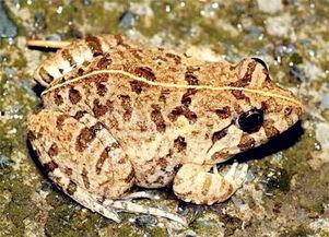 田鸡最新爆料,娱乐圈幕后真相大曝光！