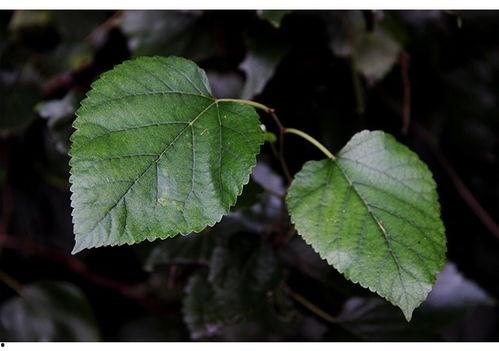 树叶最新爆料软件是什么,树叶最新爆料神器，一窥科技前沿新动态