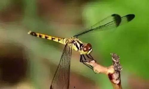 北蜻蜓头条号,聚焦热点，传递正能量