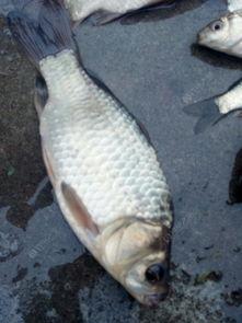 看鲤鱼吃料,揭秘鱼儿吃料奥秘