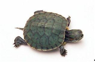 乌龟服最新爆料,神秘面纱揭开，揭秘背后惊人真相！