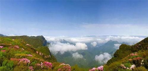 金佛山头条号,探寻自然奇观，体验生态之旅