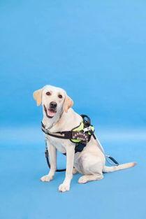 网红狗登登的视频,萌态百出，圈粉无数