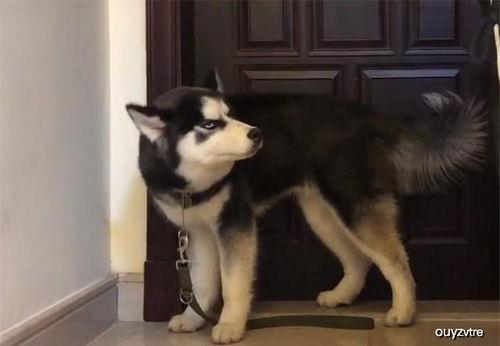 哈士奇吃瓜被咬